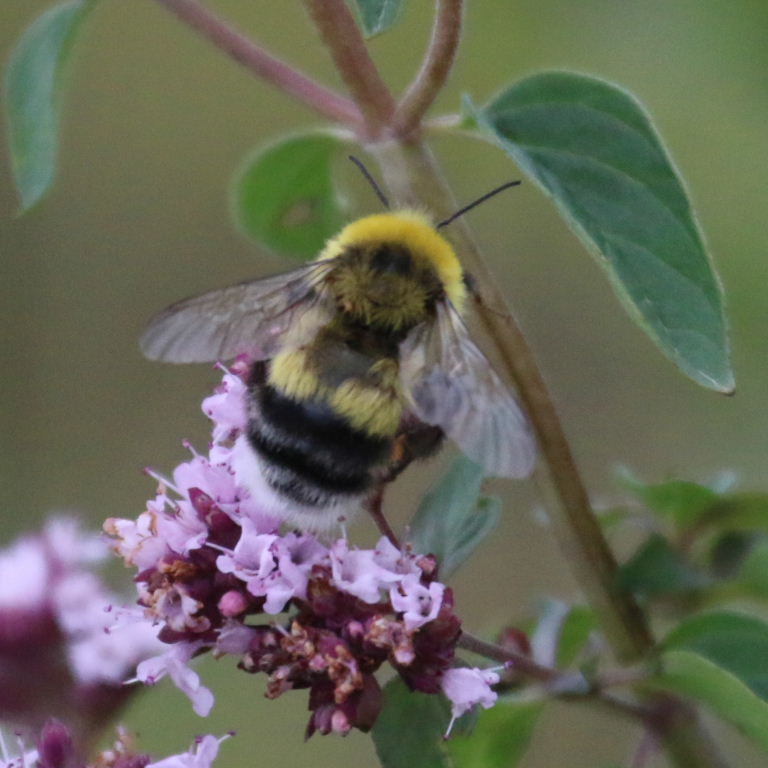 White-tailed Bumblebee on flower, Kazakhstan