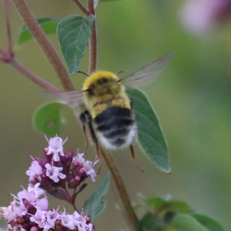 White-tailed Bumblebee on flower, Kazakhstan