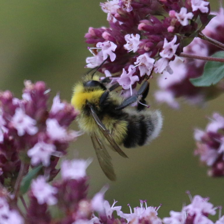 White-tailed Bumblebee on flower, Kazakhstan