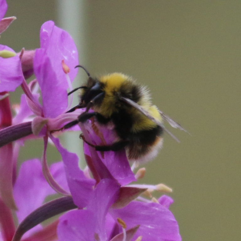 White-tailed Bumblebee on flower, Kazakhstan