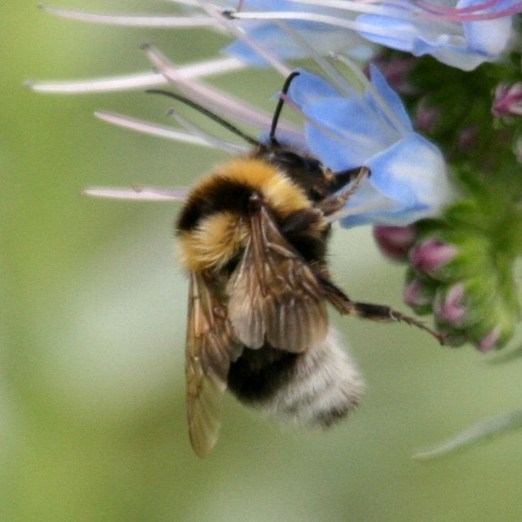 Large Garden Bumblebee