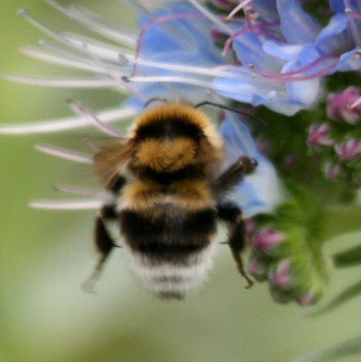 Large Garden Bumblebee