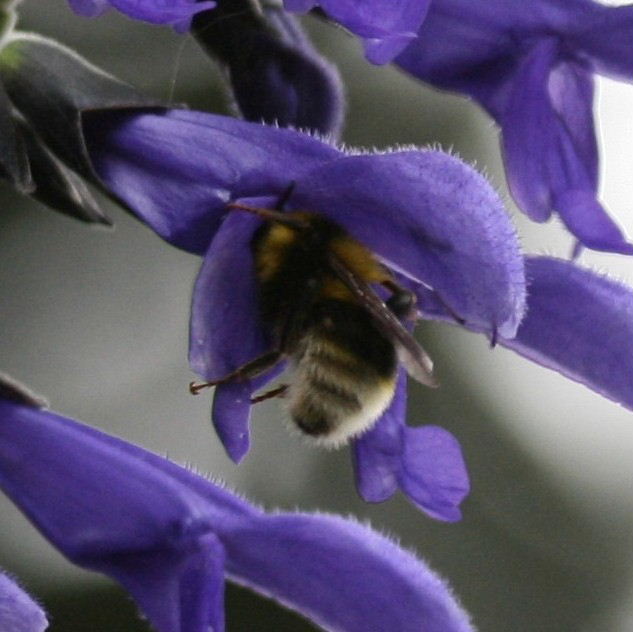 Large Garden Bumblebee