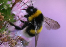 White-tailed Bumblebee male