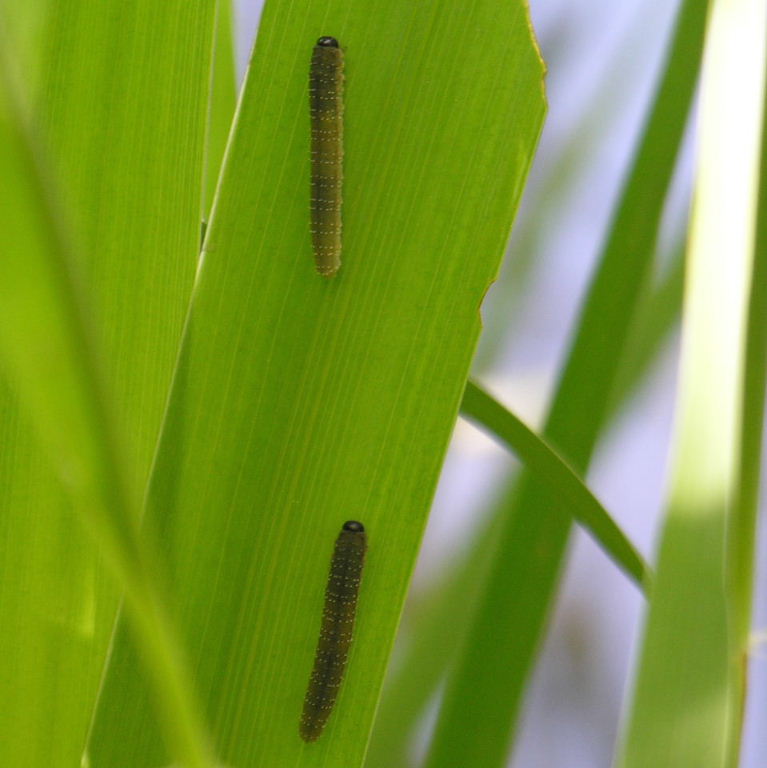 Iris Sawfly larvae