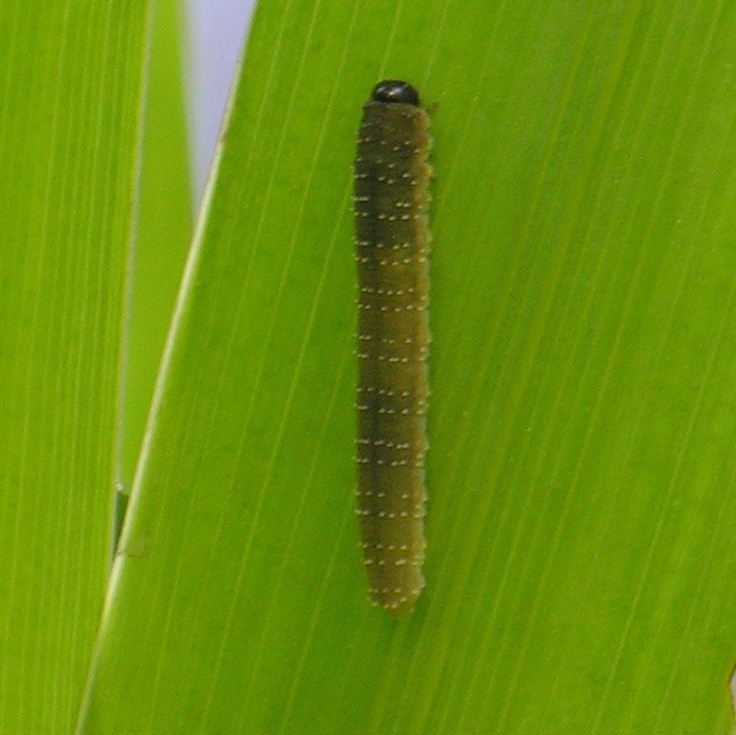 Iris Sawfly larva