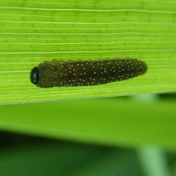 Iris Sawfly larva