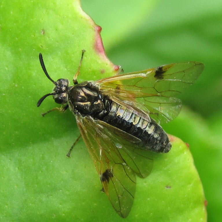Arge ustulata Sawfly