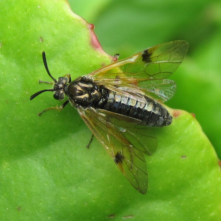 Arge ustulata Sawfly