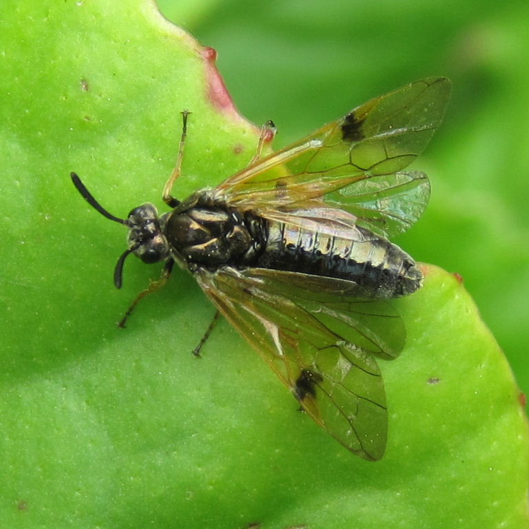 Arge ustulata Sawfly