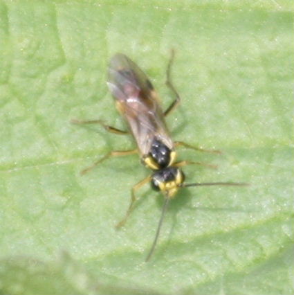 Sawfly