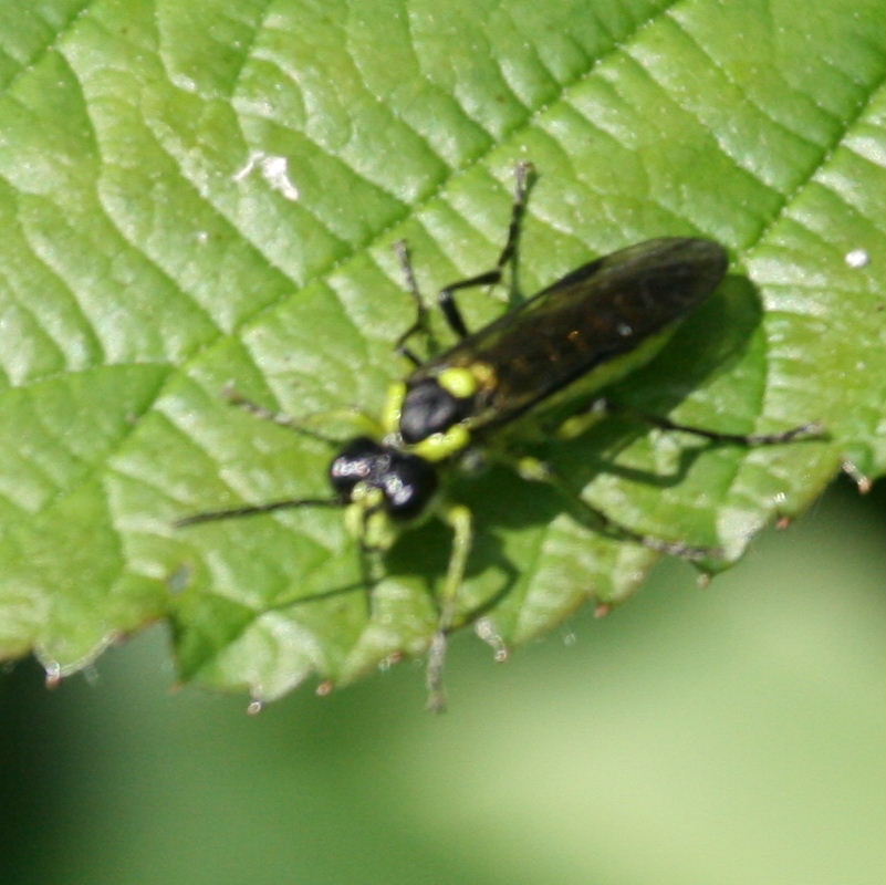 Green Sawfly