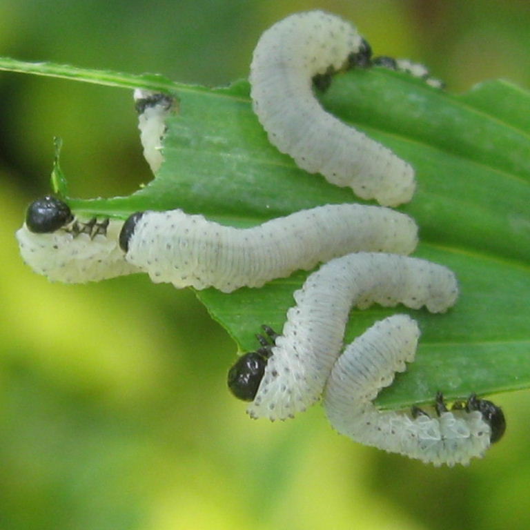 Solomon Seal Sawfly larvae