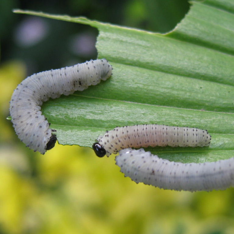 Solomon Seal Sawfly larvae