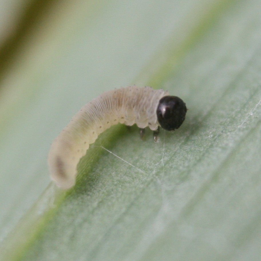 Solomon Seal Sawfly larva