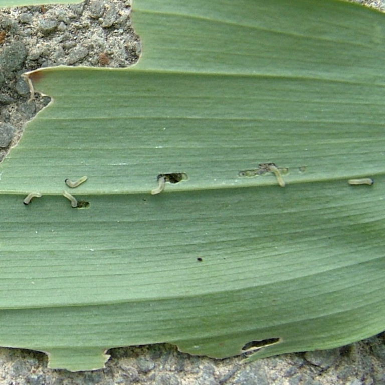 Solomon Seal Sawfly larvae
