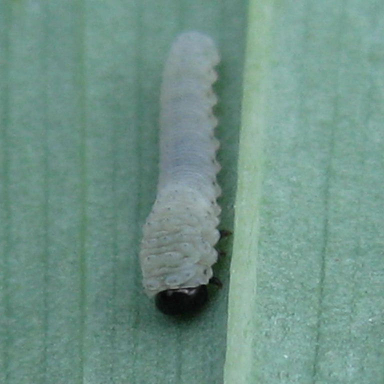 Solomon Seal Sawfly larva