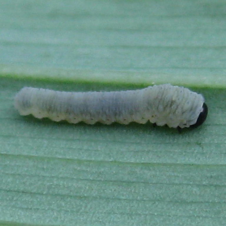 Solomon Seal Sawfly larva