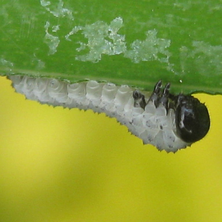 Solomon Seal Sawfly larva