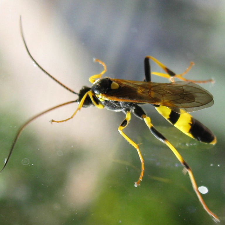 Amblyteles armatorius wasp
