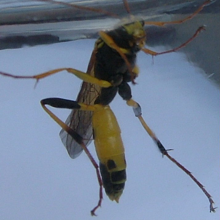 Amblyteles ichneumon wasp