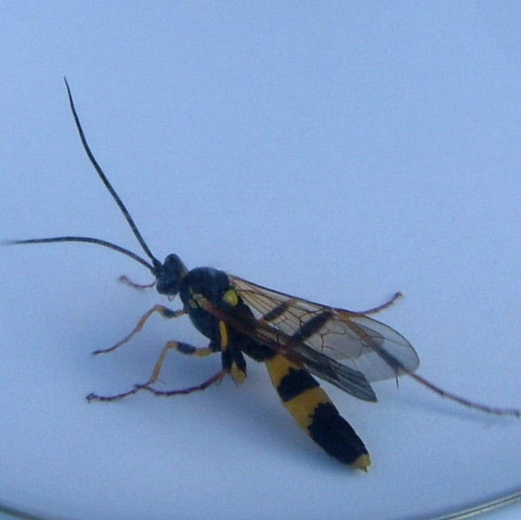 Amblyteles ichneumon wasp