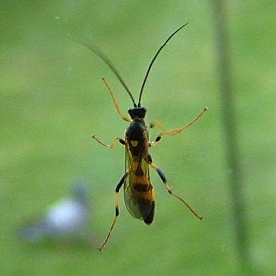 Amblyteles armatorius ichneumon wasp