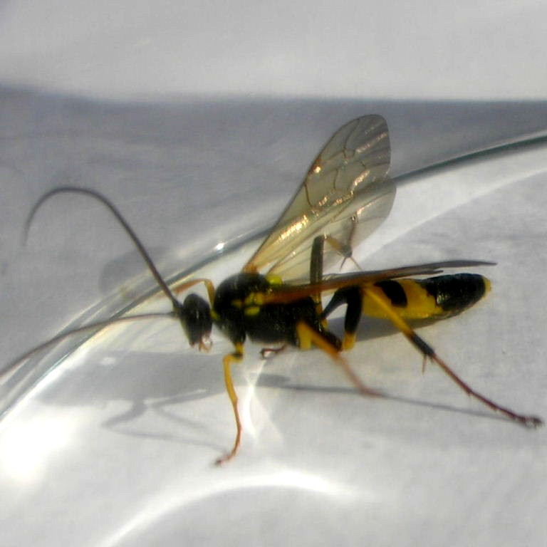Amblyteles armatorius wasp