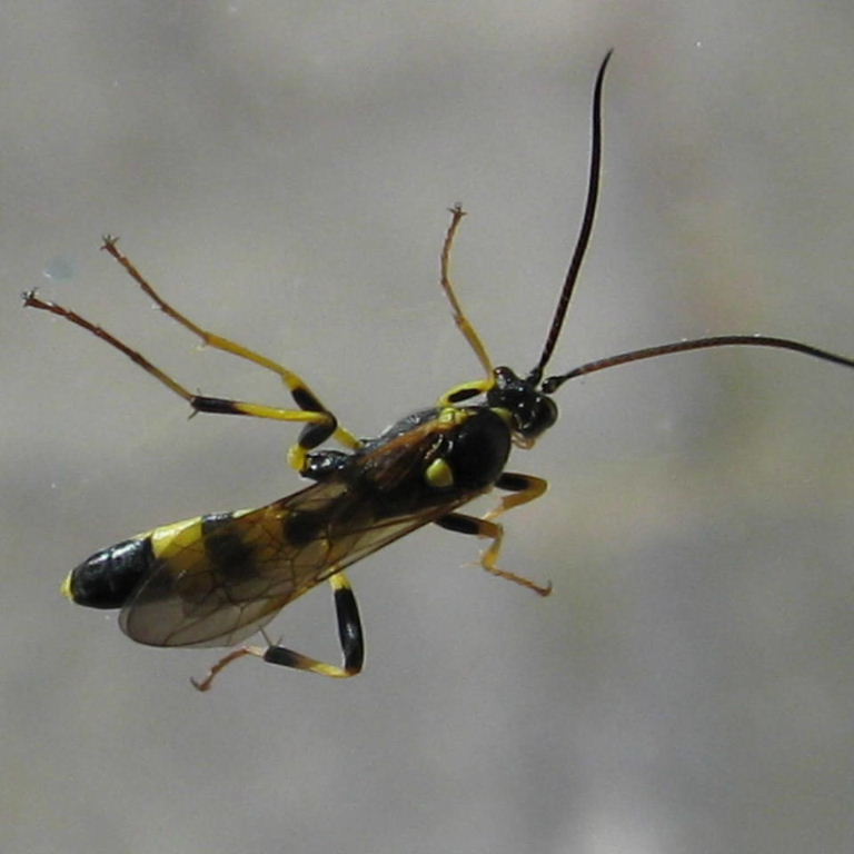 Amblyteles wasp
