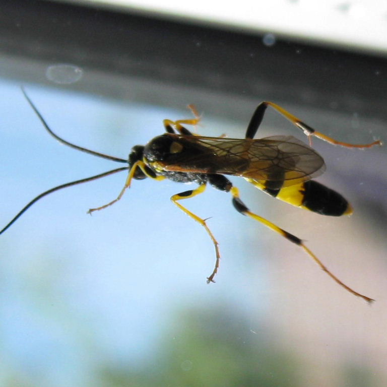 Amblyteles ichneumon wasp