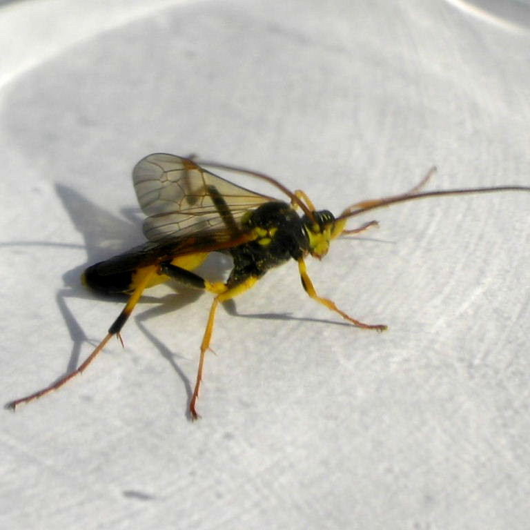 Amblyteles ichneumon wasp