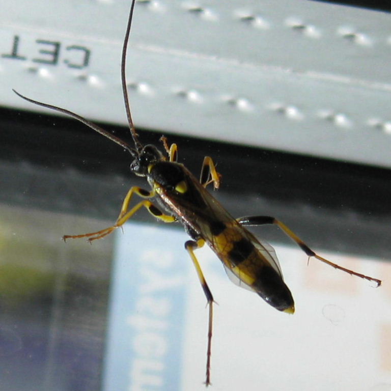 Amblyteles ichneumon wasp