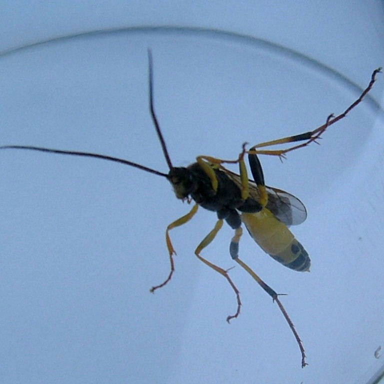 Amblyteles armatorius ichneumon wasp
