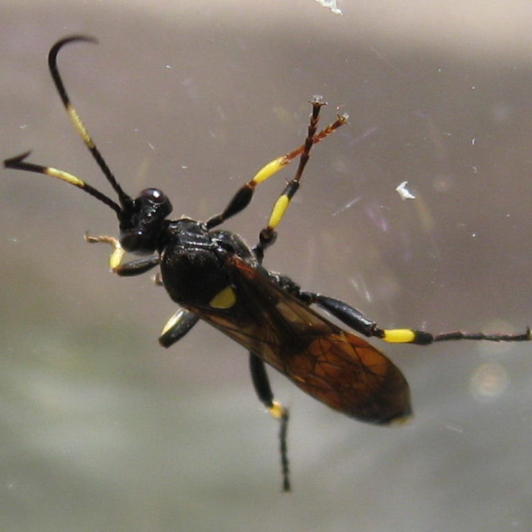 Ichneumon stramentor wasp