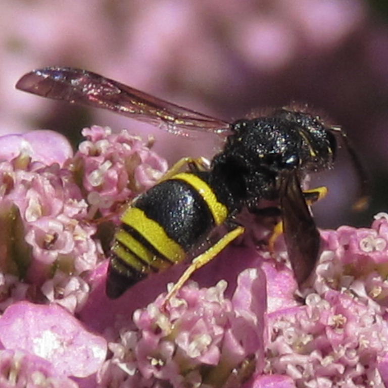 Potter wasp Ancistrocerus - four stripes?