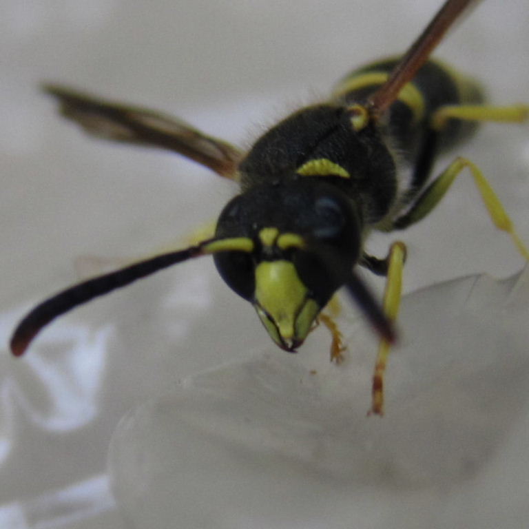 Potter wasp Ancistrocerus