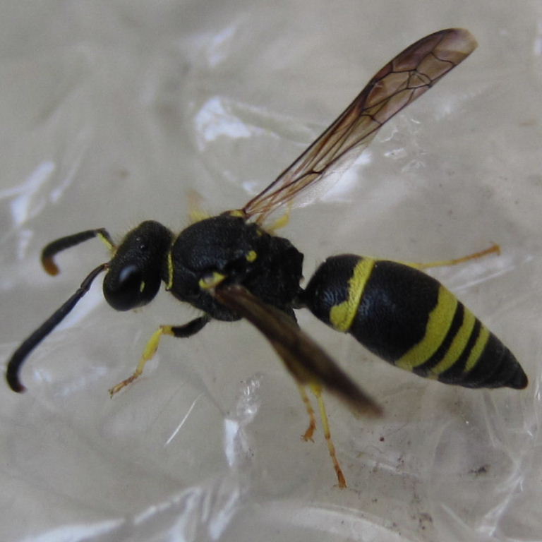 Potter wasp Ancistrocerus