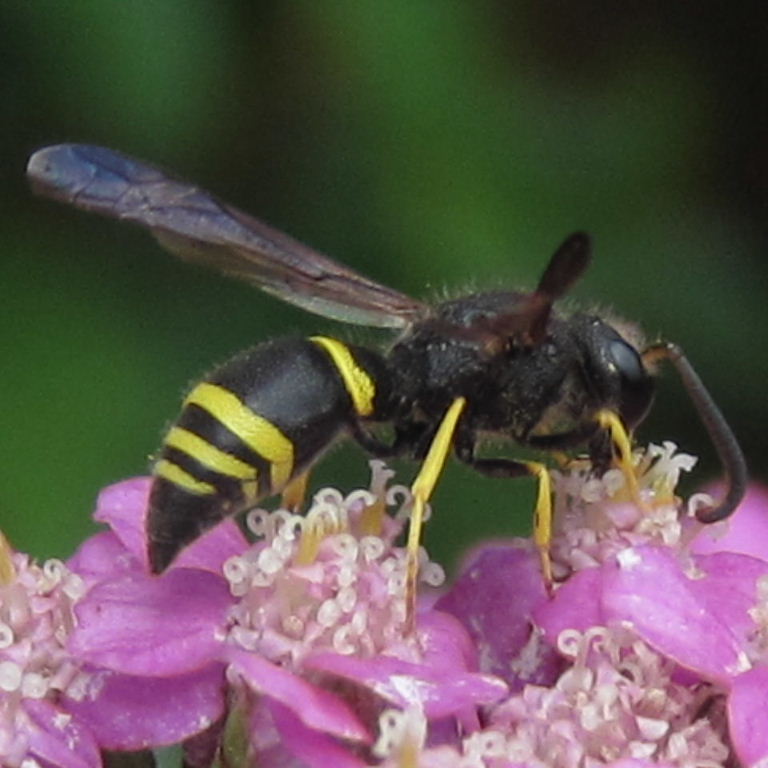 Potter wasp Ancistrocerus