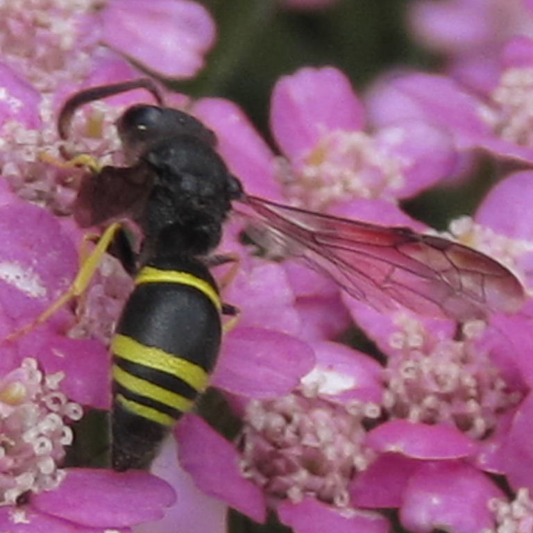 Potter wasp Ancistrocerus