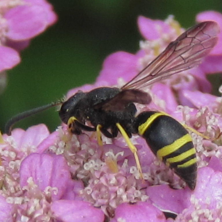 Potter wasp Ancistrocerus