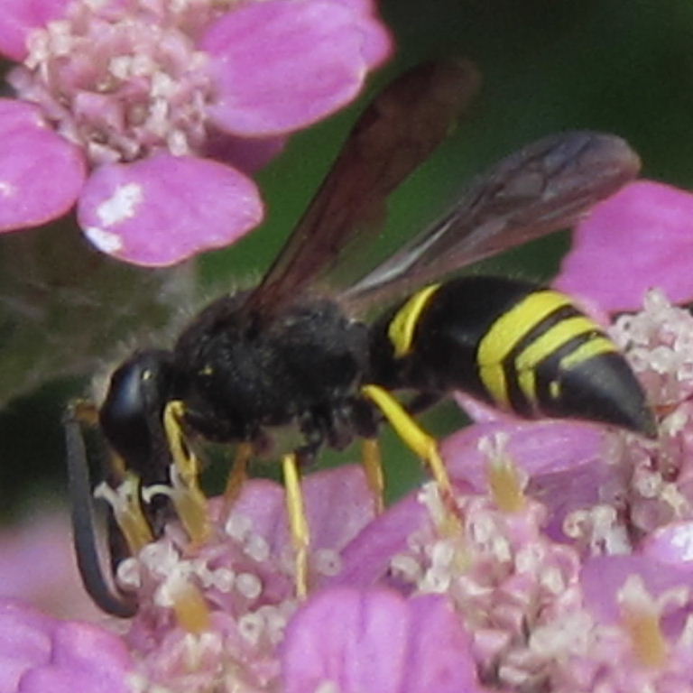 Potter wasp Ancistrocerus