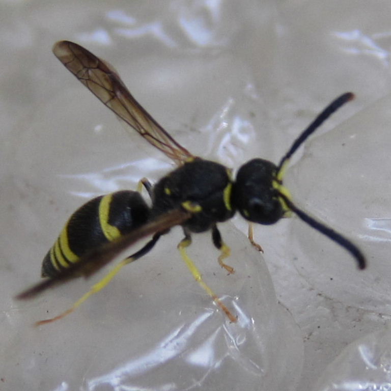 Mason wasp Ancistrocerus