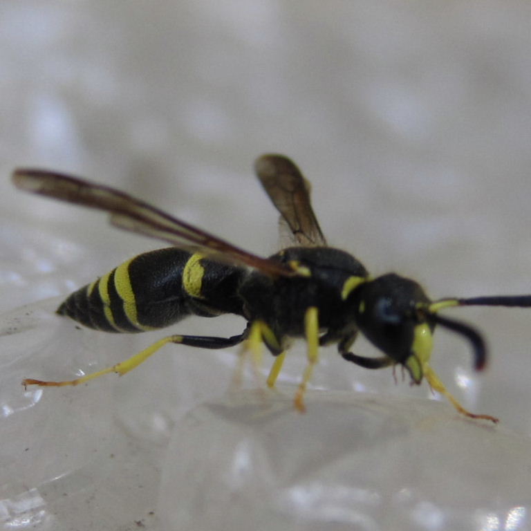 Potter wasp Ancistrocerus