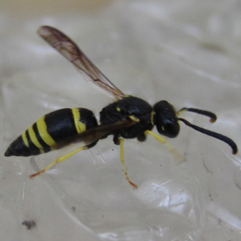 Mason wasp Ancistrocerus