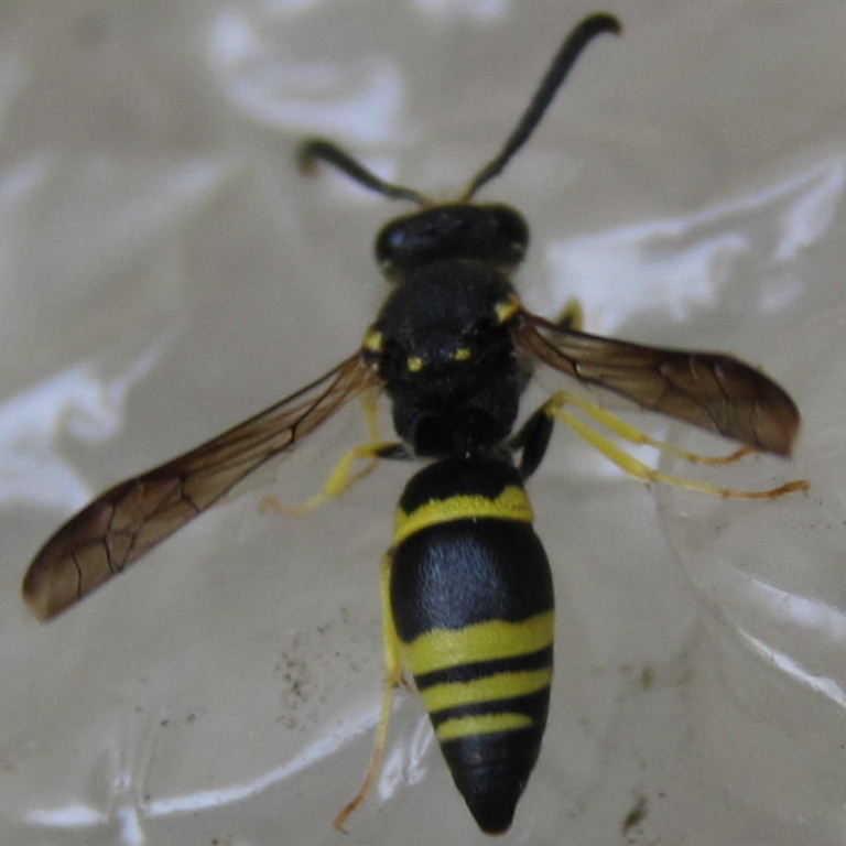 Mason wasp Ancistrocerus