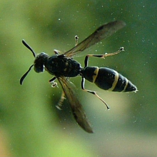 Mason wasp Symmorphus bifasciatus
