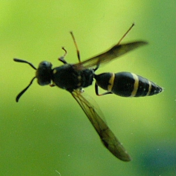 Potter wasp Symmorphus bifasciatus