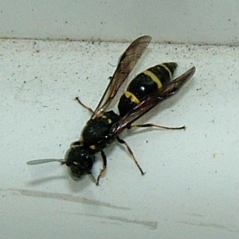 Mason wasp Symmorphus bifasciatus