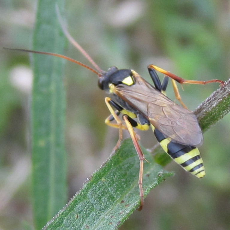 Mason wasp Ancistrocerus