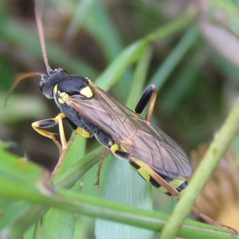 Potter wasp Ancistrocerus